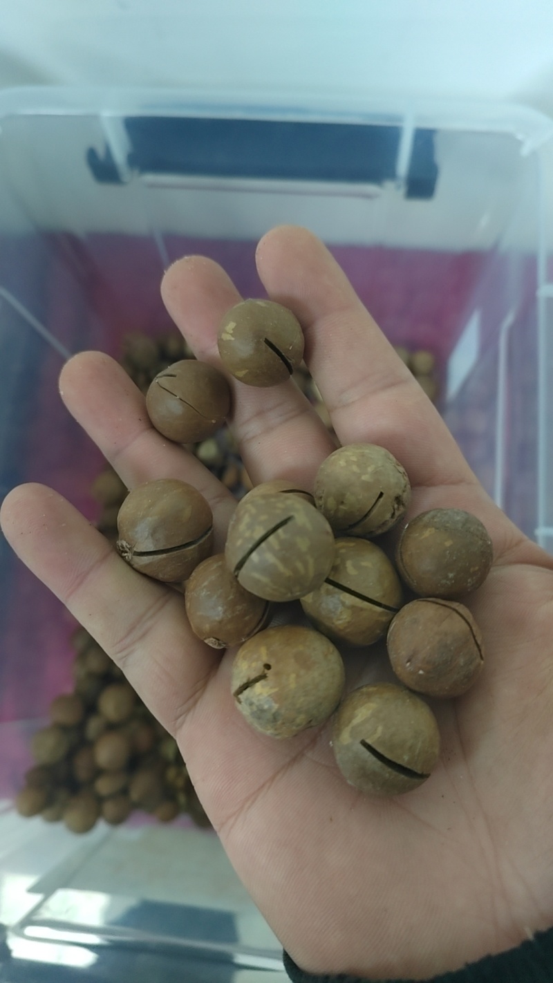 夏威夷果厂家直销，规格齐全价格稳定支持一件代发，欢迎实地考察