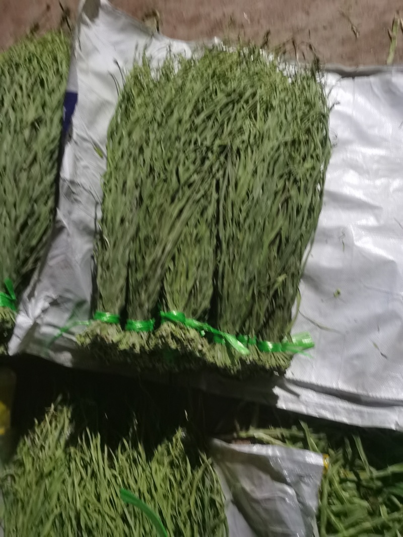 云南大理宾川高原贡菜精品货1级--3级
