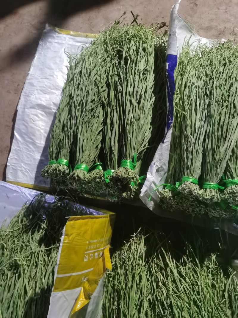 云南大理宾川高原贡菜精品货1级--3级