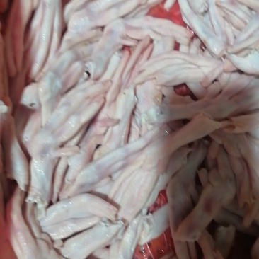 新鲜宰杀老鹅，仔鹅，鸭子