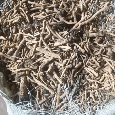 板蓝根药材