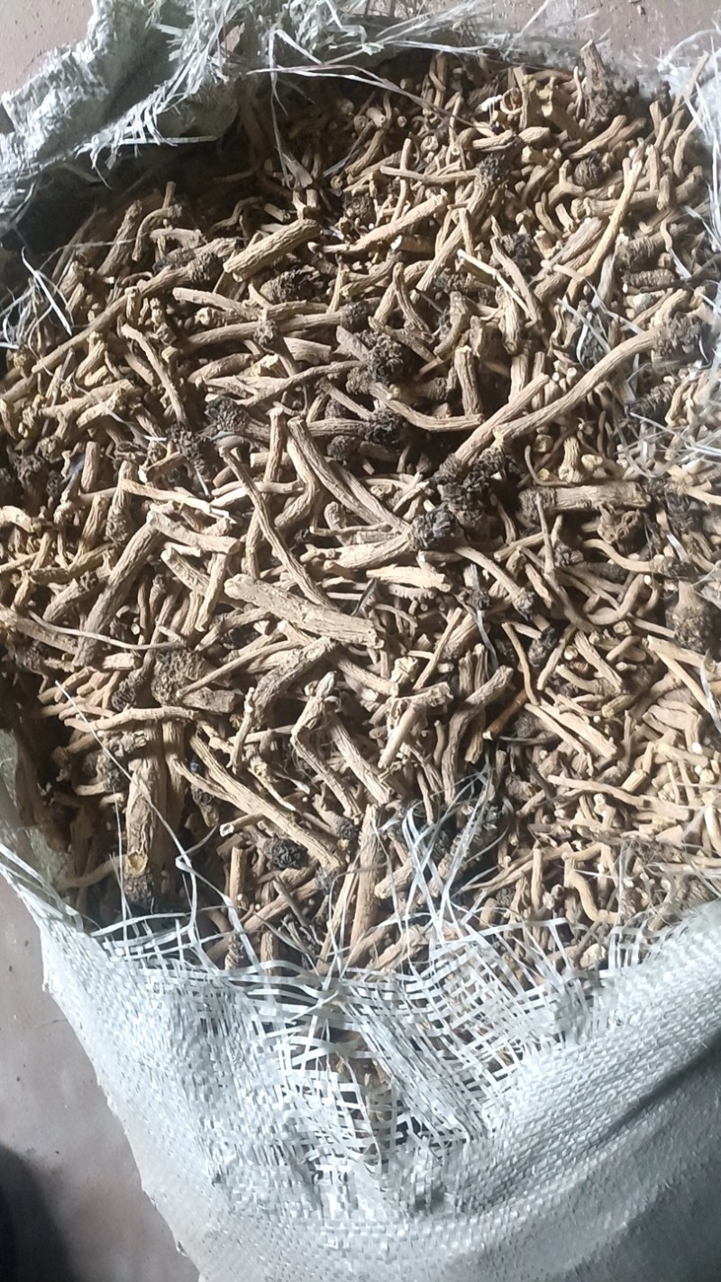 板蓝根药材