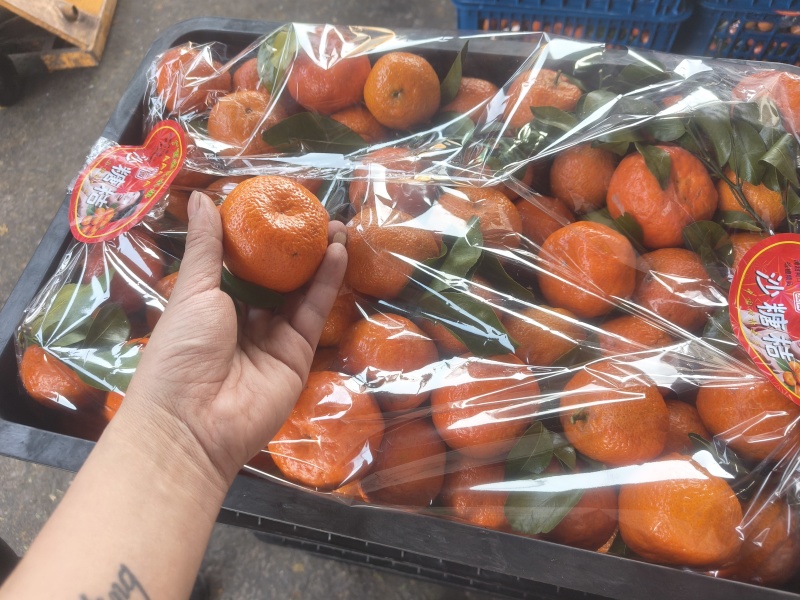 广西沙糖橘，自己的车拉到重庆的不想进市场批发