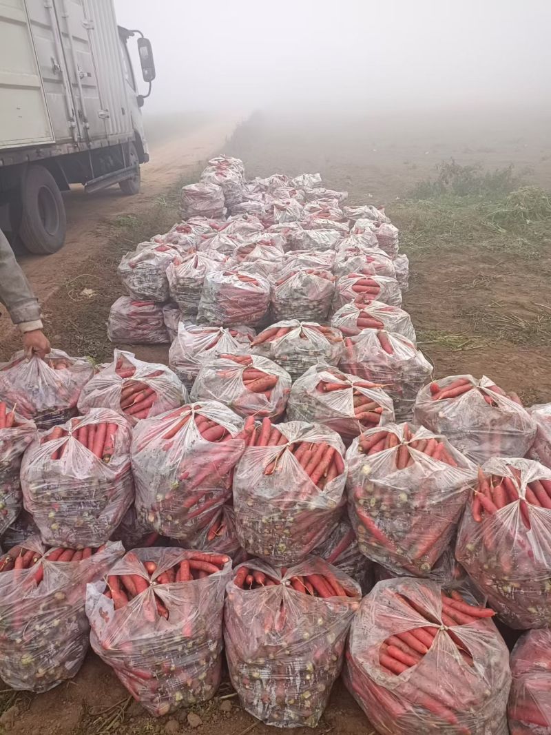 现挖红萝卜，产地直供，脆甜无农残，批量采购更划算！