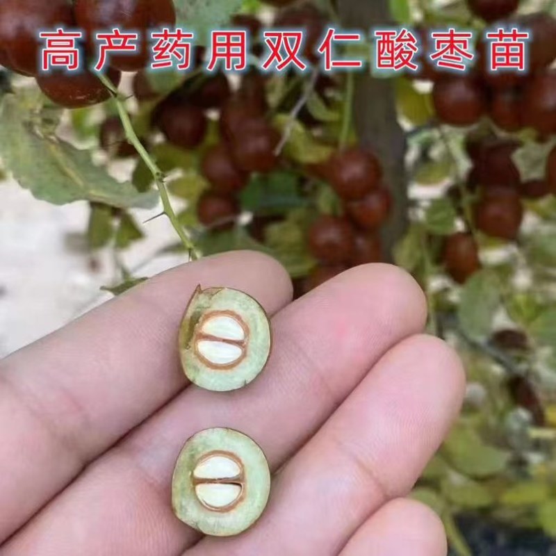 晋酸三号药用双仁酸枣苗
