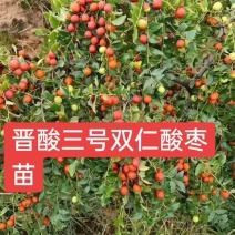 晋酸三号药用双仁酸枣苗