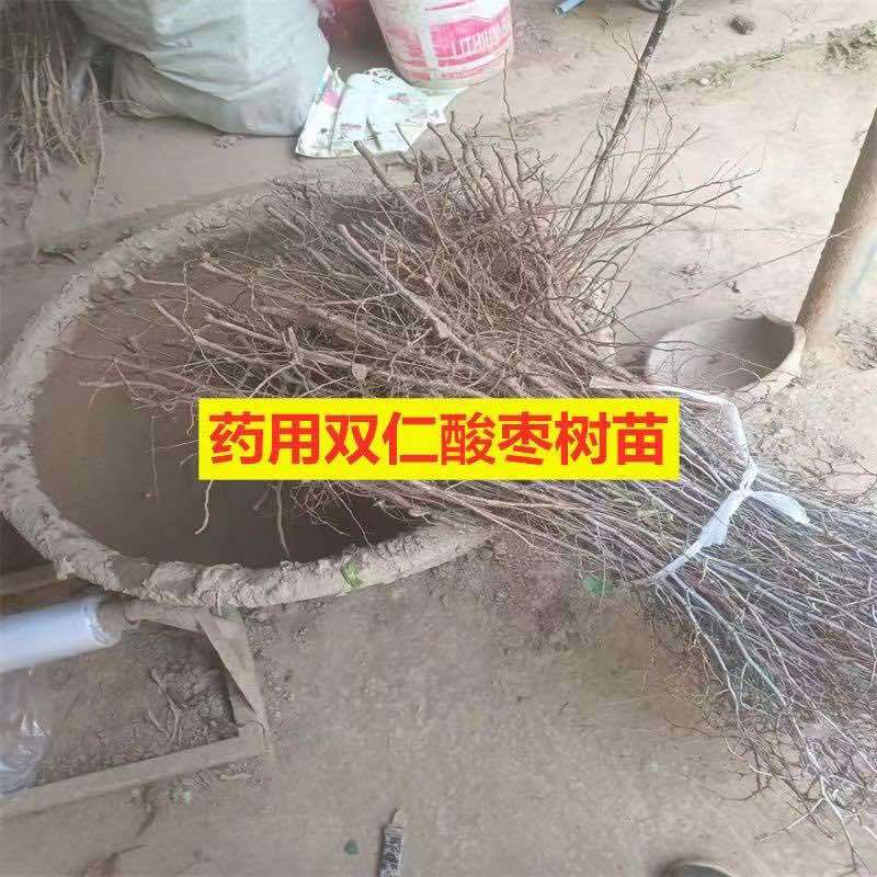 晋酸三号药用双仁酸枣苗