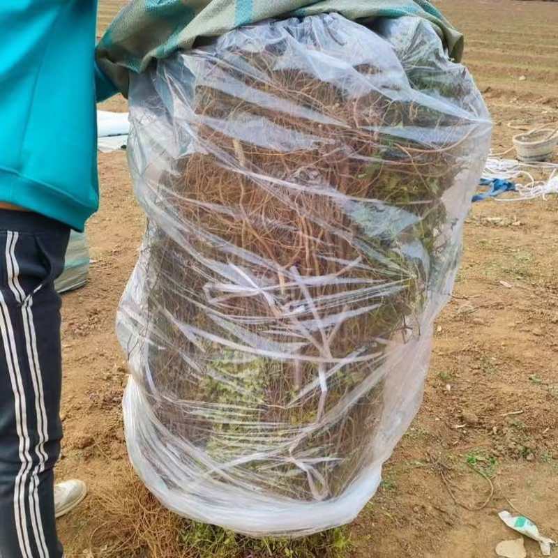 晋酸三号药用双仁酸枣苗