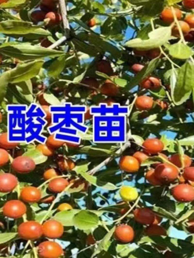 晋酸三号药用双仁酸枣苗