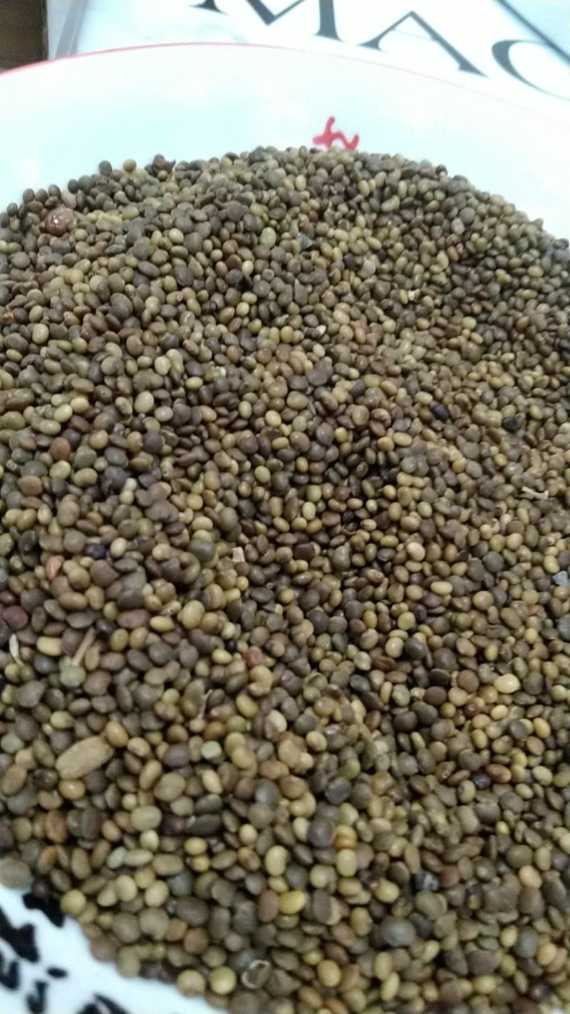 甘肃甘草籽