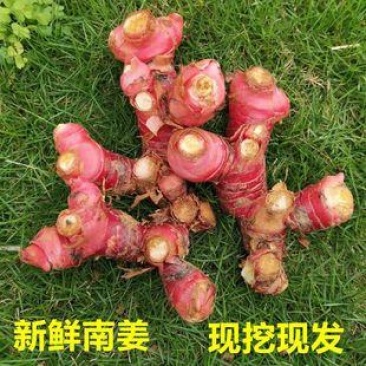 山姜头
