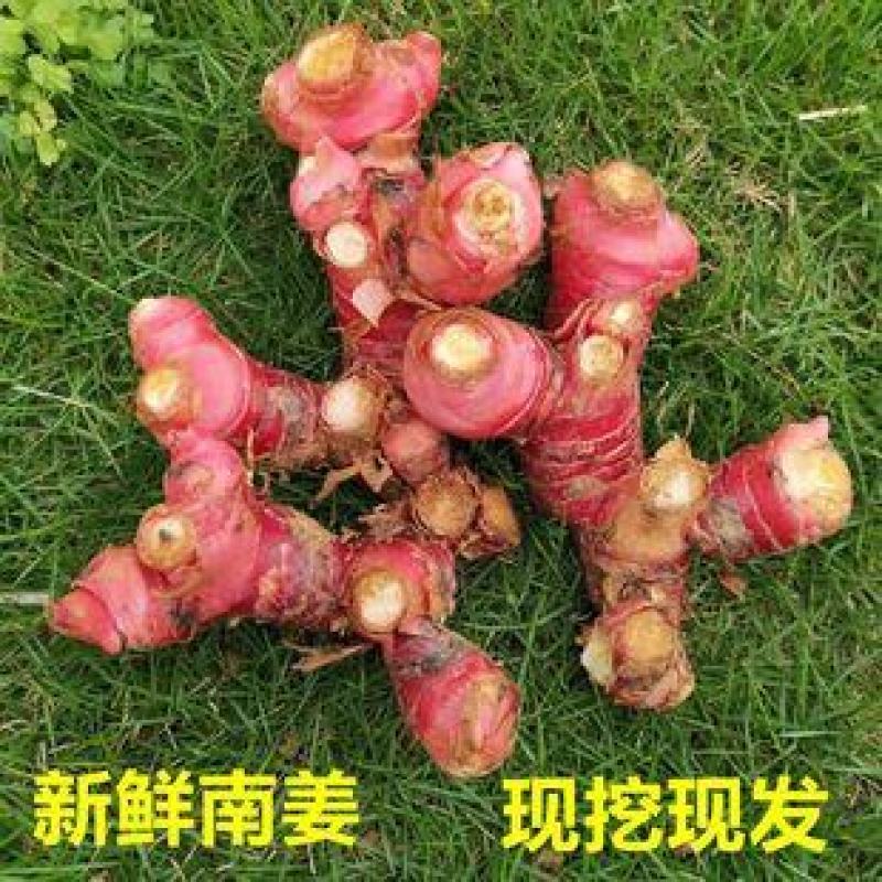 山姜头