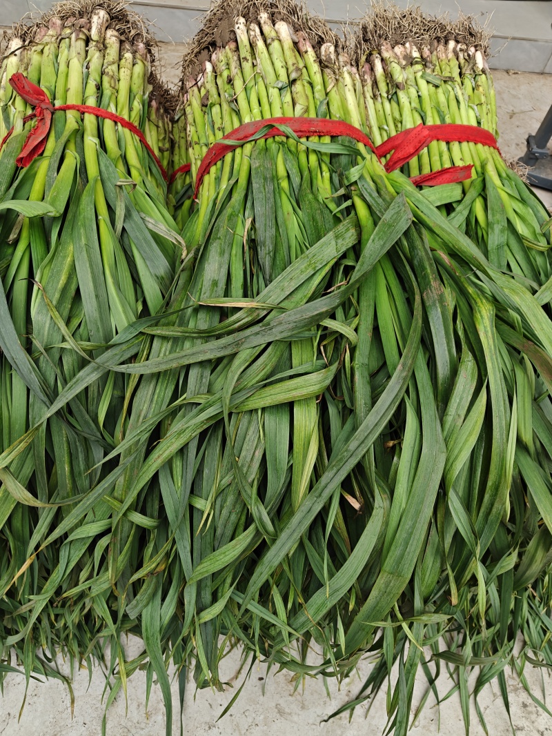 1月18日红根蒜苗行情净菜1.3