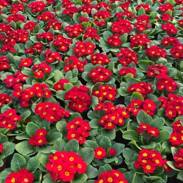 报春花