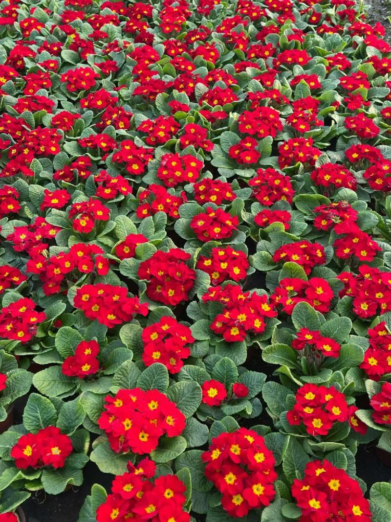 报春花