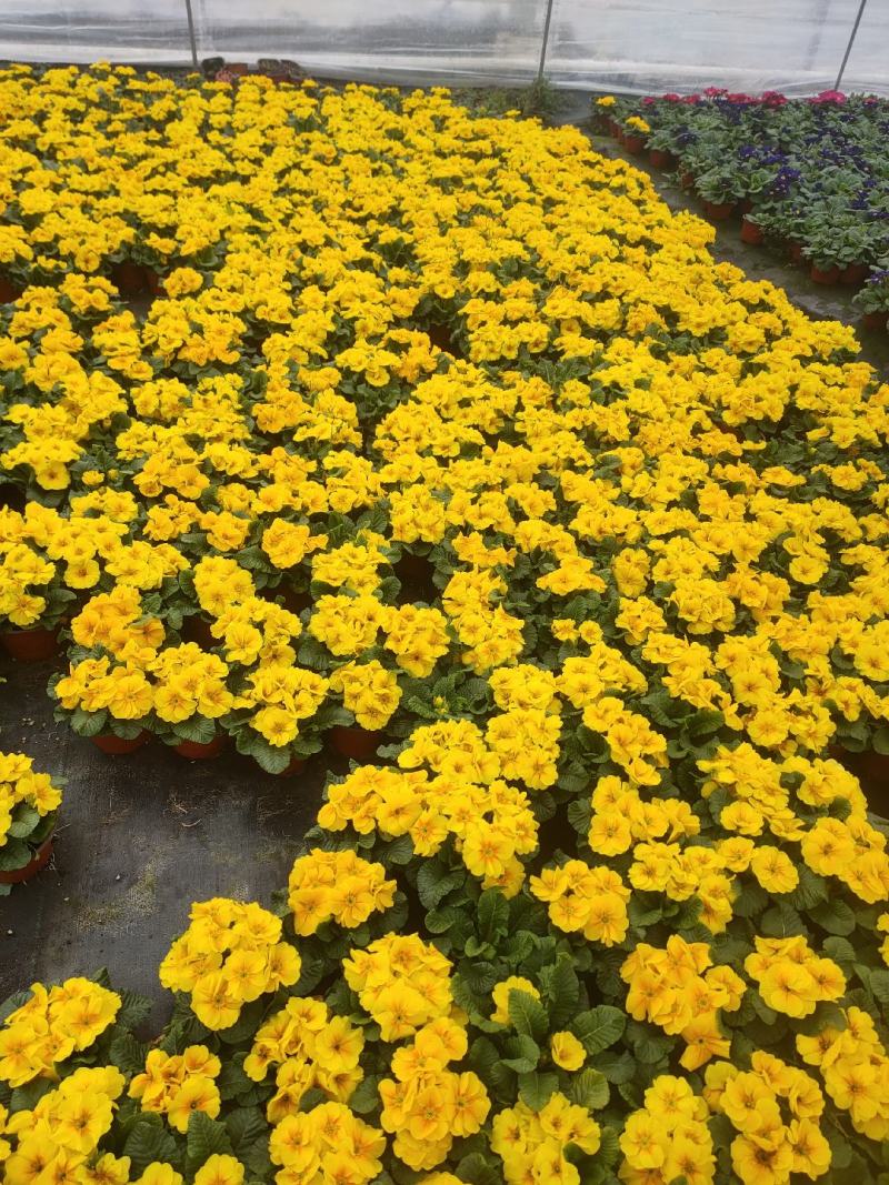 报春花