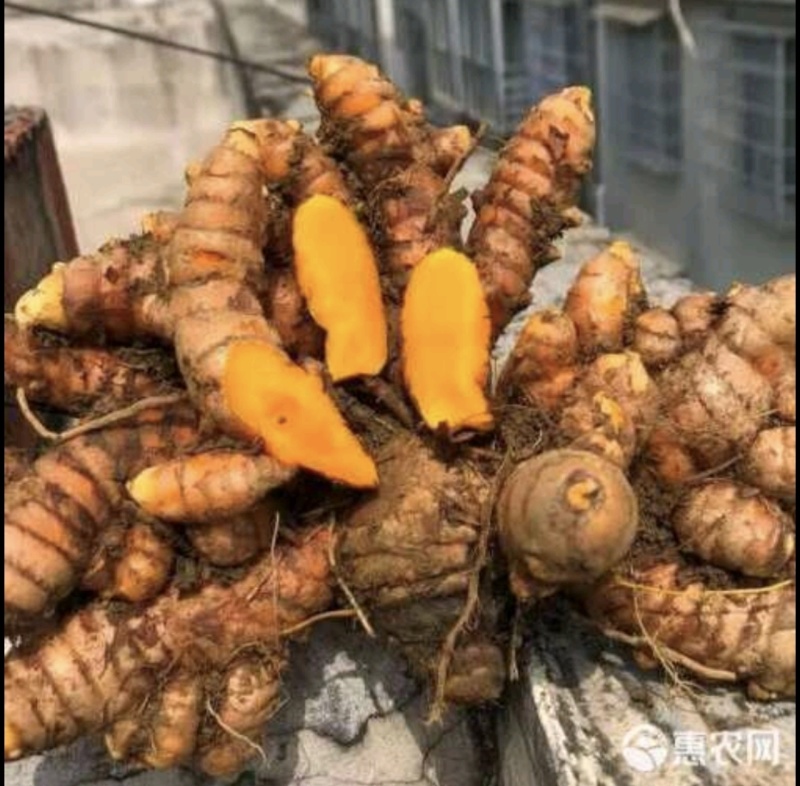 新鲜现挖姜黄鲜货