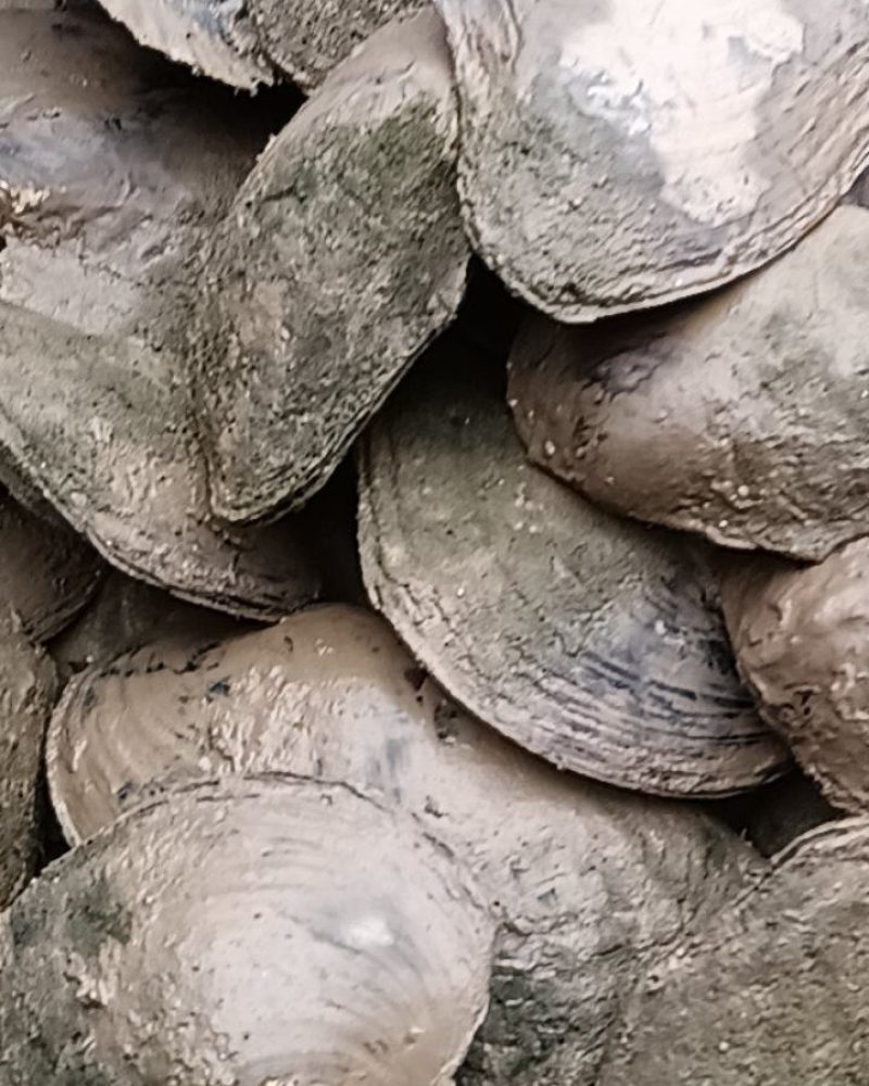 河蚌
