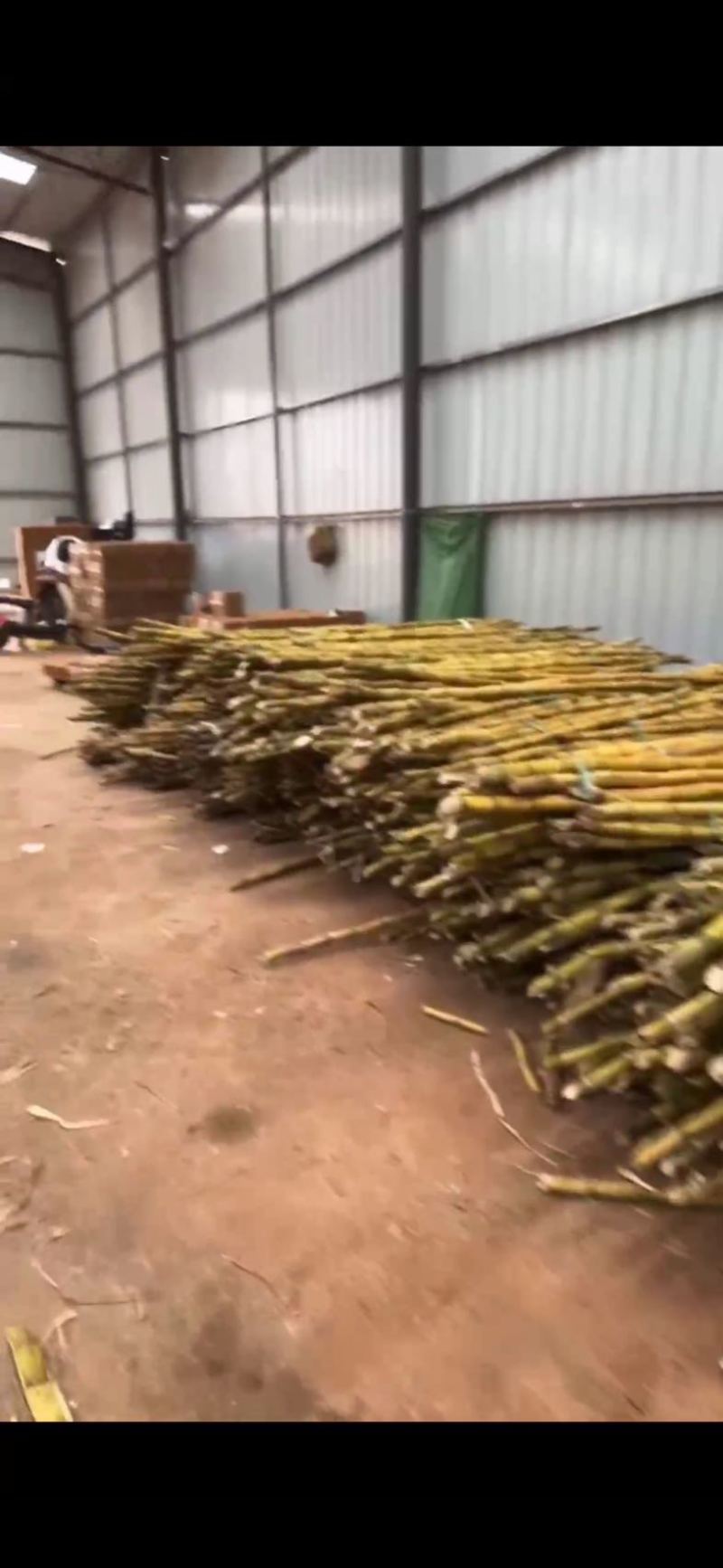黄金甘蔗产地直发一件代发