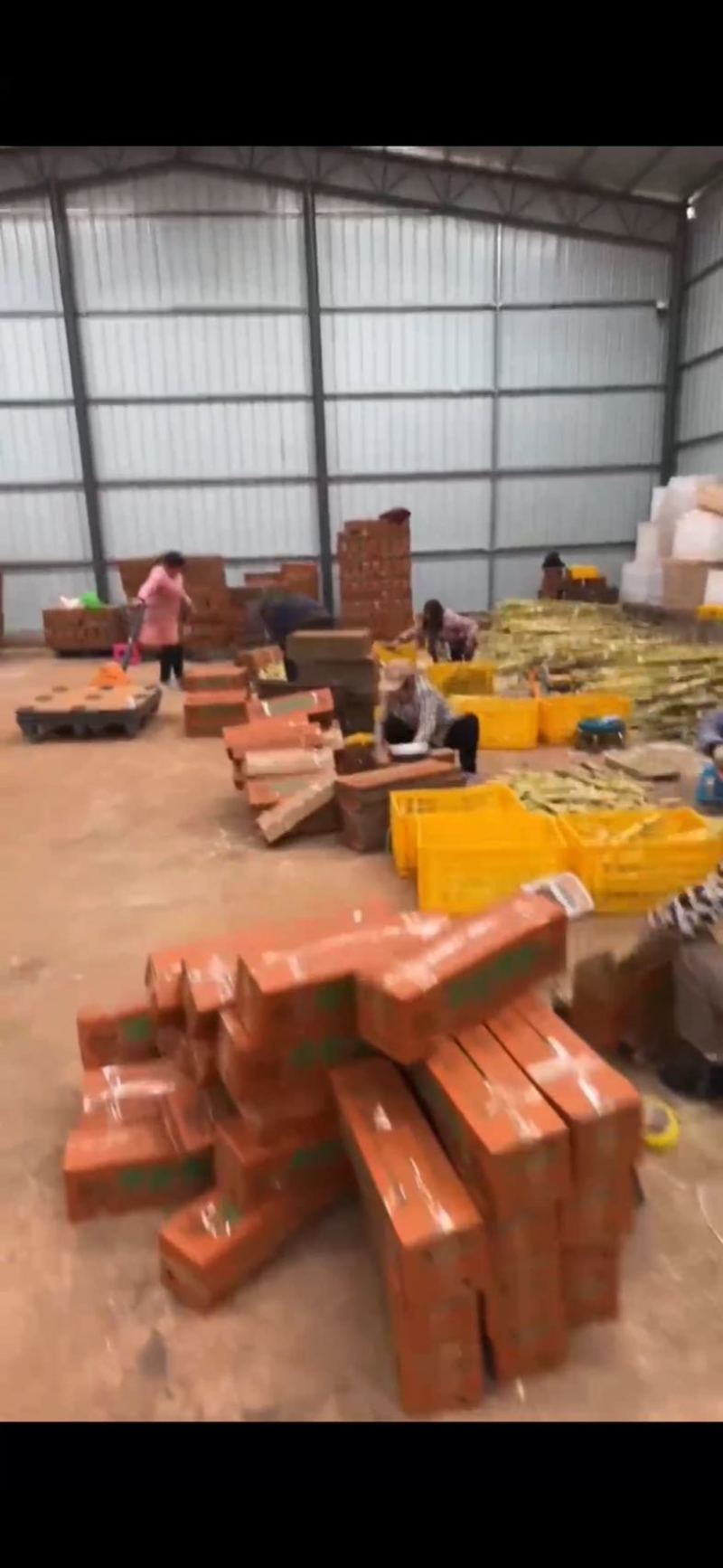 黄金甘蔗产地直发一件代发