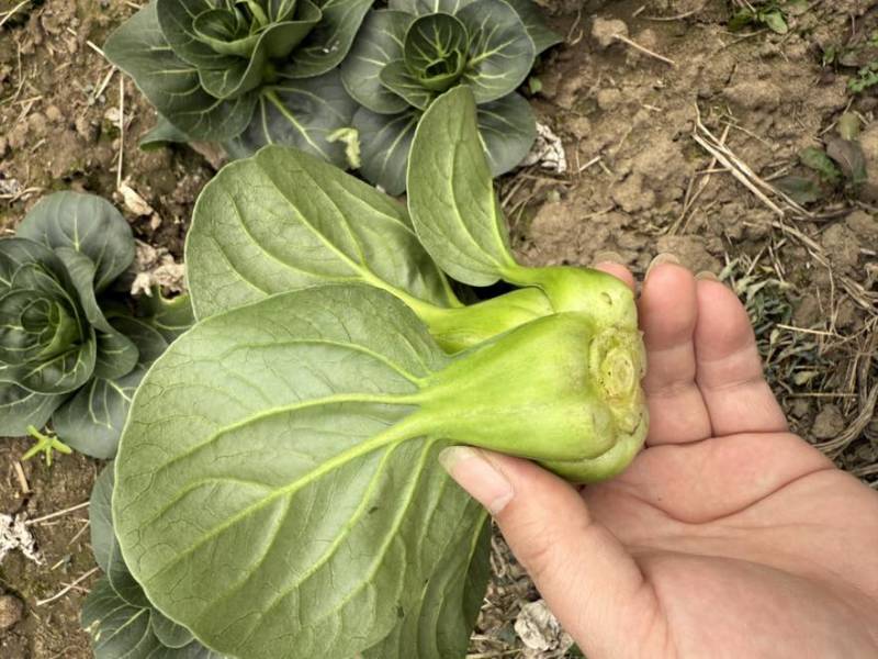 精品苏州青，菜小不空心