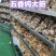 五香纯大筋牛蹄筋