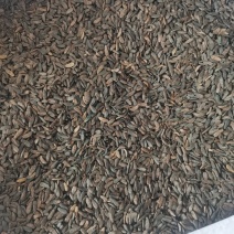 甘肃产牛蒡子大货