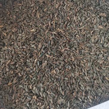甘肃产牛蒡子大货