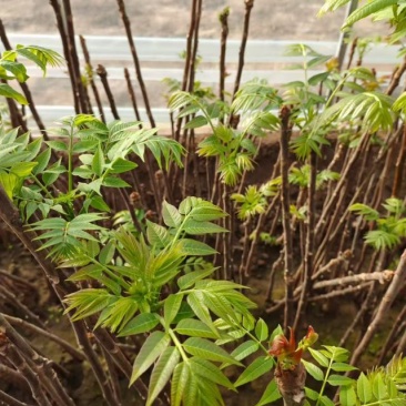 香椿芽