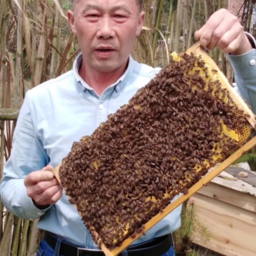 蜜蜂糖