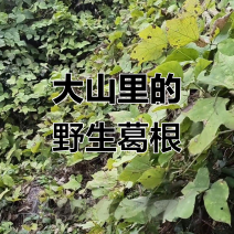 野生葛根葛根粉。