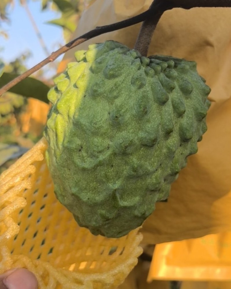 热带水果海南凤梨释迦果地代办，常年批发，欢迎联系。