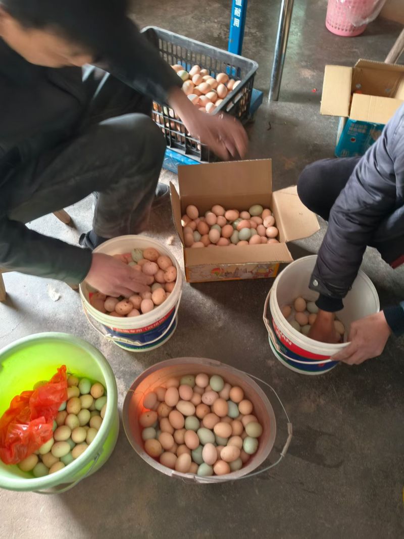 湘黄生态散养土鸡，土鸡蛋