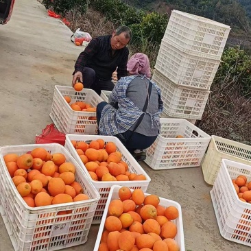 脐橙出园了需要的老板速度