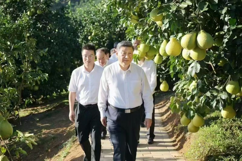 梅州正宗老树沙田柚