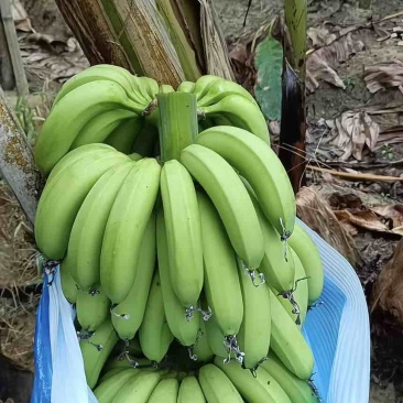 云南高山香蕉