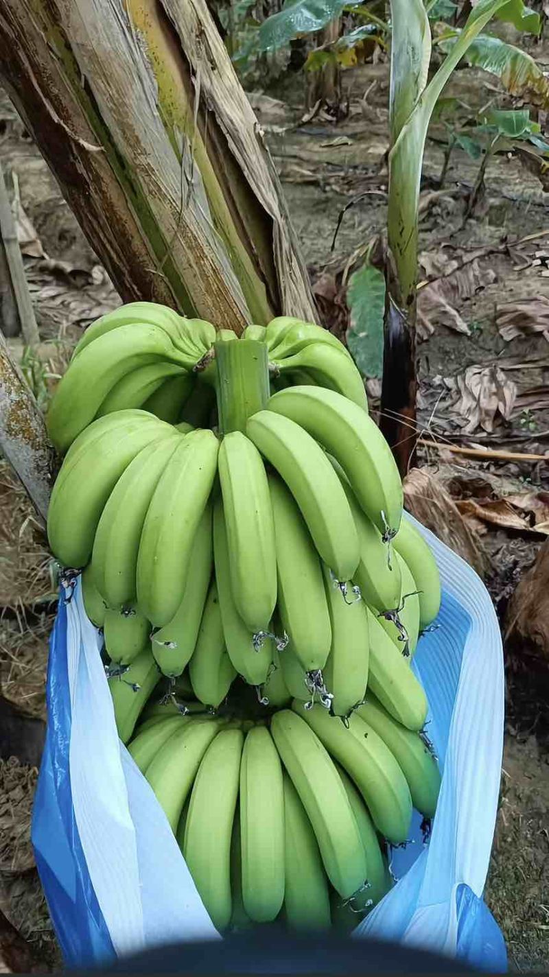 云南高山香蕉
