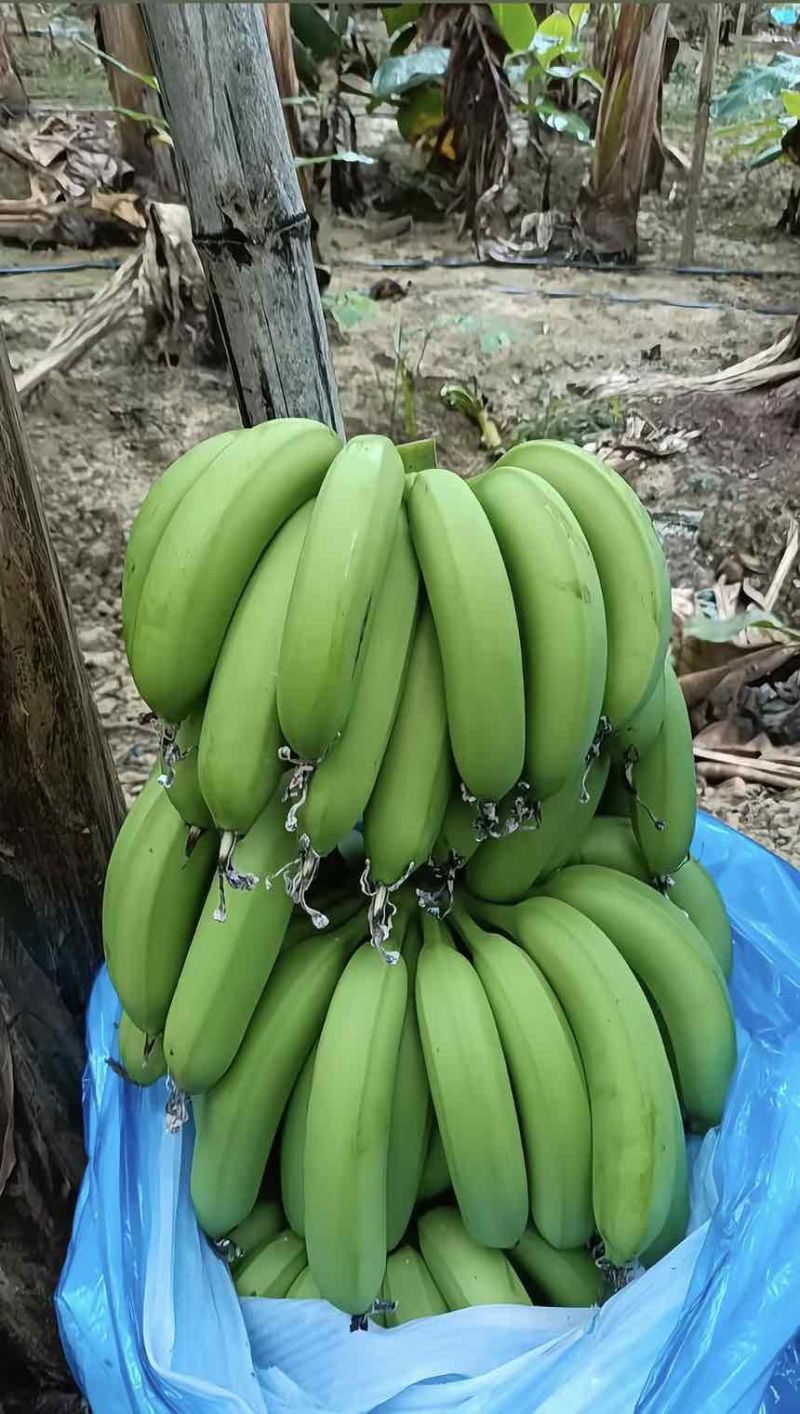 云南高山香蕉