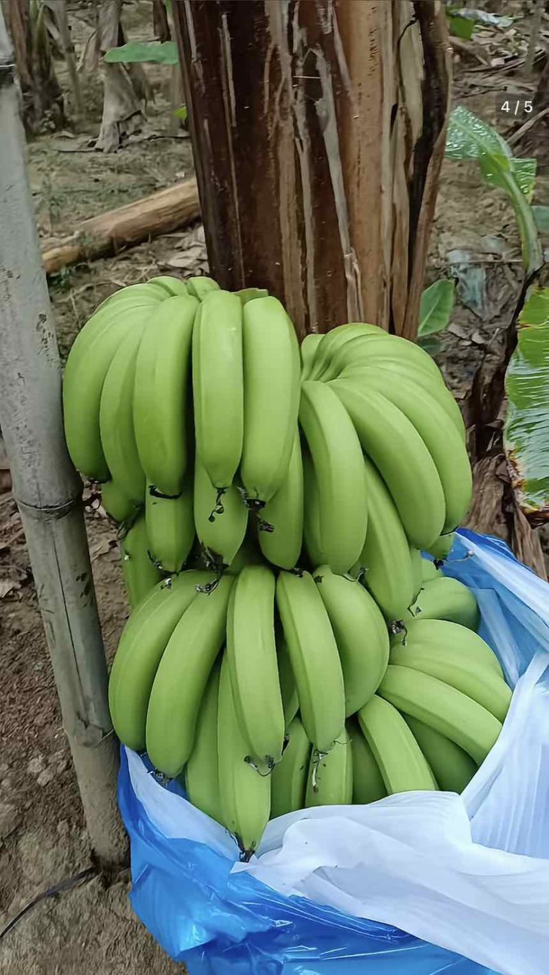 云南高山香蕉