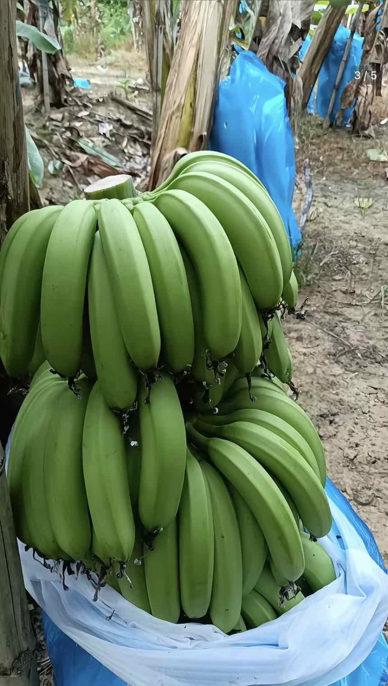 云南高山香蕉