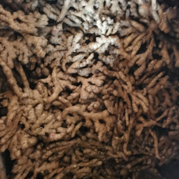 生姜
