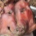 城口老腊肉
