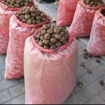 水分多多四塘马蹄