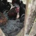 乌蒙山区农村纯粮食喂养乌骨土鸡