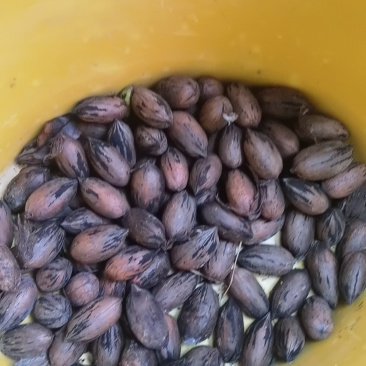 碧根果榨的油