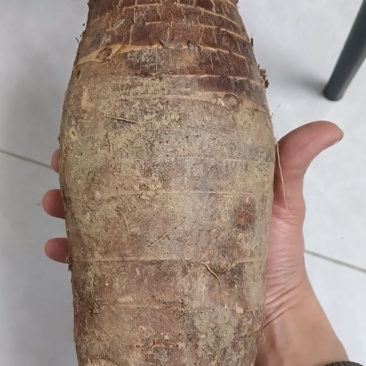 广西浦北县平睦镇陈皮，还有炮弹芋头