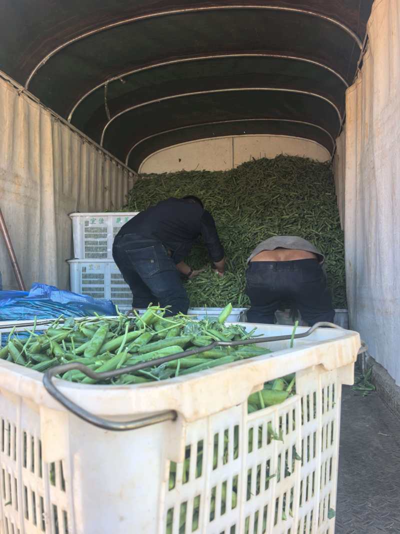 云南精品豌豆，产地直发，诚信经营，可对接各大电商批发市场