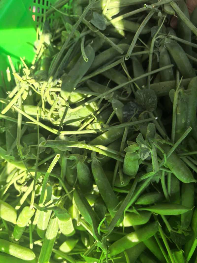 云南精品豌豆，产地直发，诚信经营，可对接各大电商批发市场