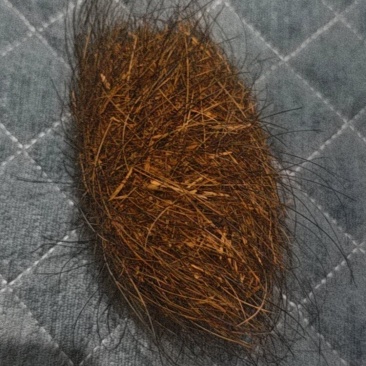 杀猪过年从猪的肚子里面取出来的他们说是猪宝味道有酒香