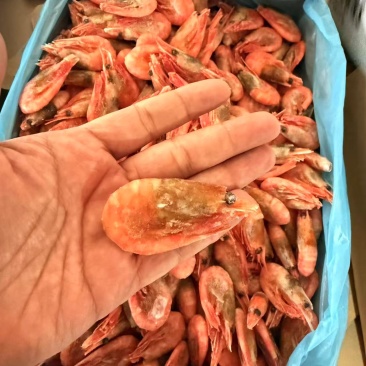 黑头大规格北极虾